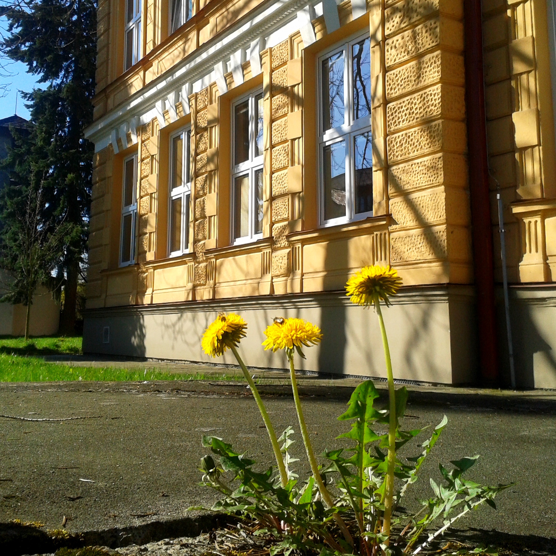 Obrázek z galerie