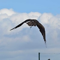 DSC_5720-1.jpg