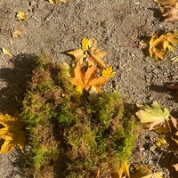 IMG_6281.JPG